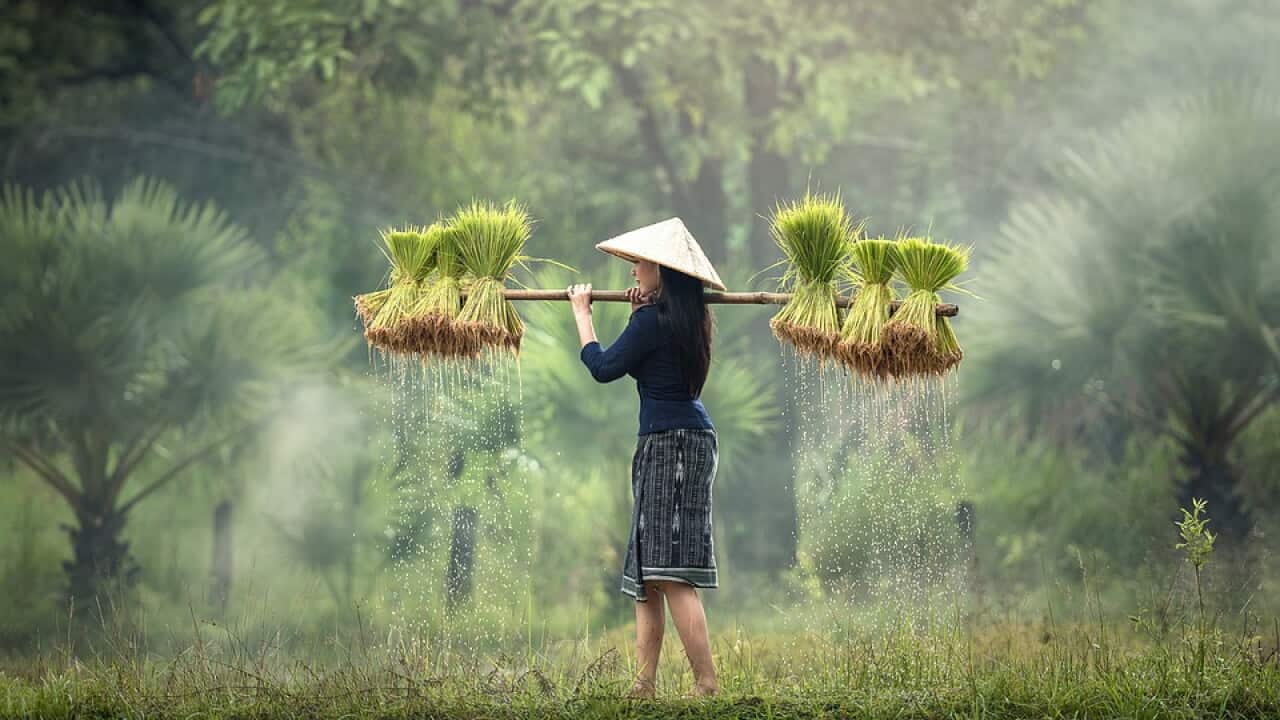 rice transplanting