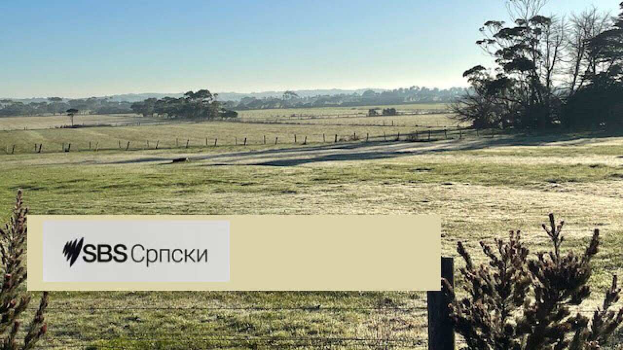 sbs serbian news.jpg