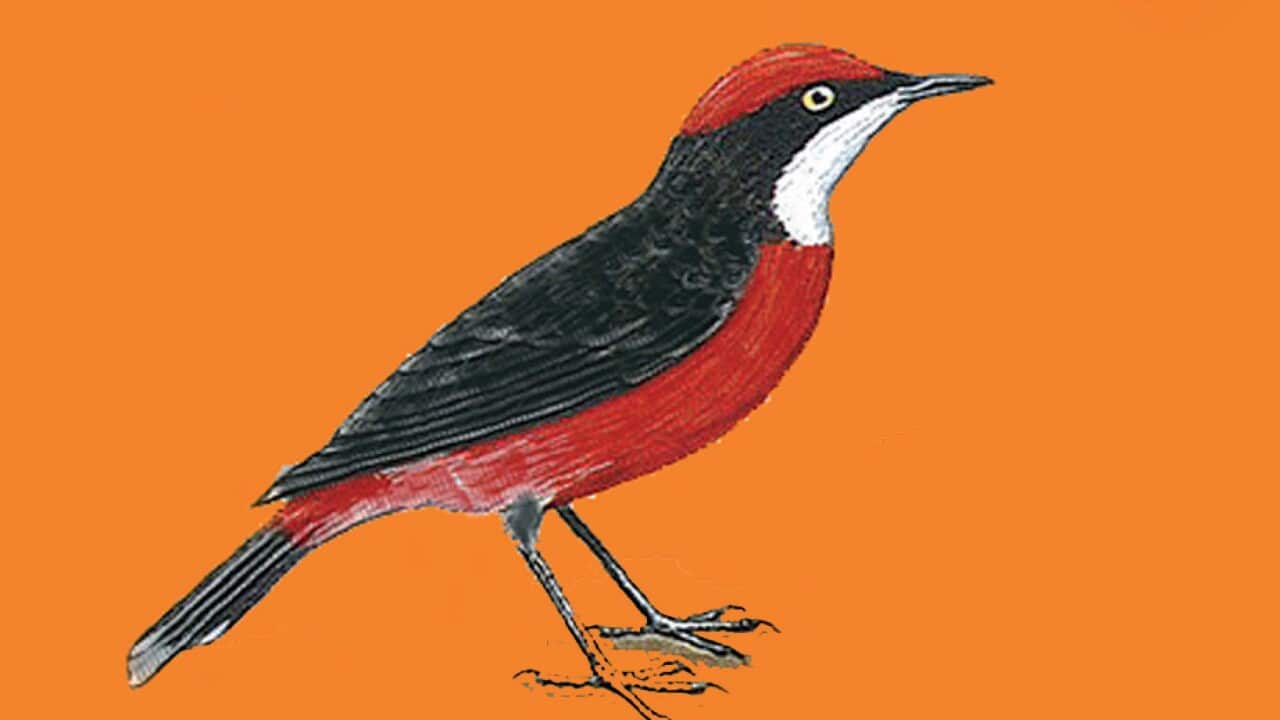 Jinji-warnu rdukurduku-tirirtiri-kirli.indd