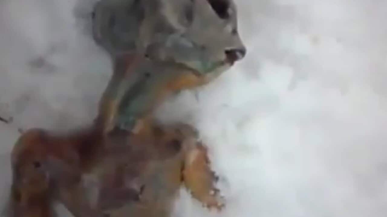 DEAD-ALIEN-YouTube_200411_B_Youtube_1282046277