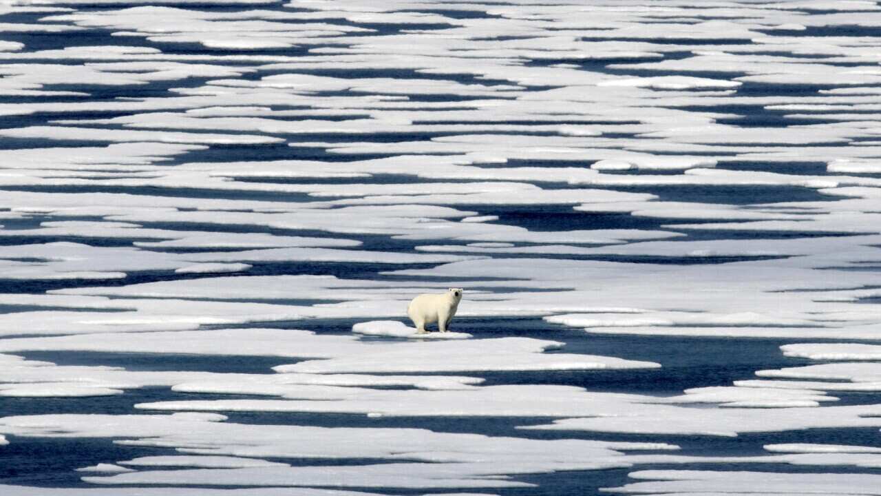 A polar bear stands on the ice in the Franklin Strait in the Canadian Arctic Archipelago in 2017.