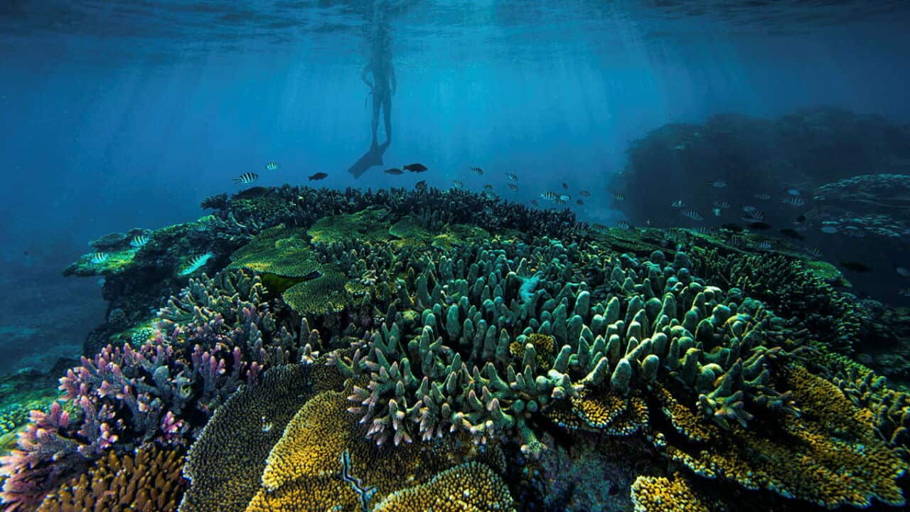 The Great Barrier Reef