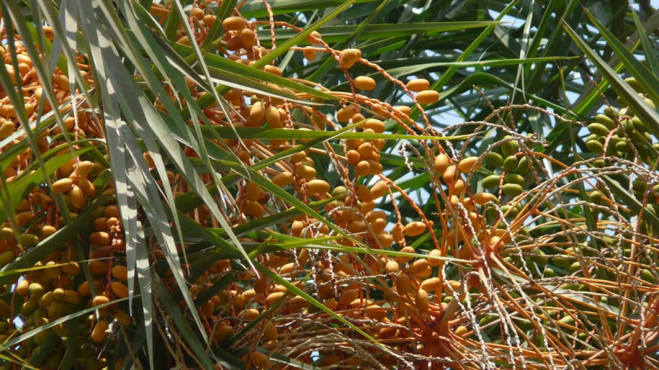 Indian Date Palm
