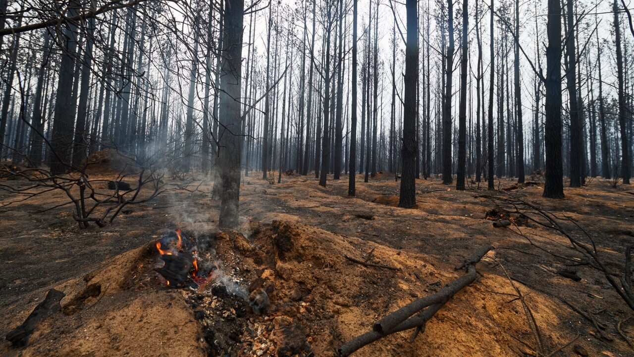 A smoldering log is pictured in the Wingello State Forest on January 6, 2020.