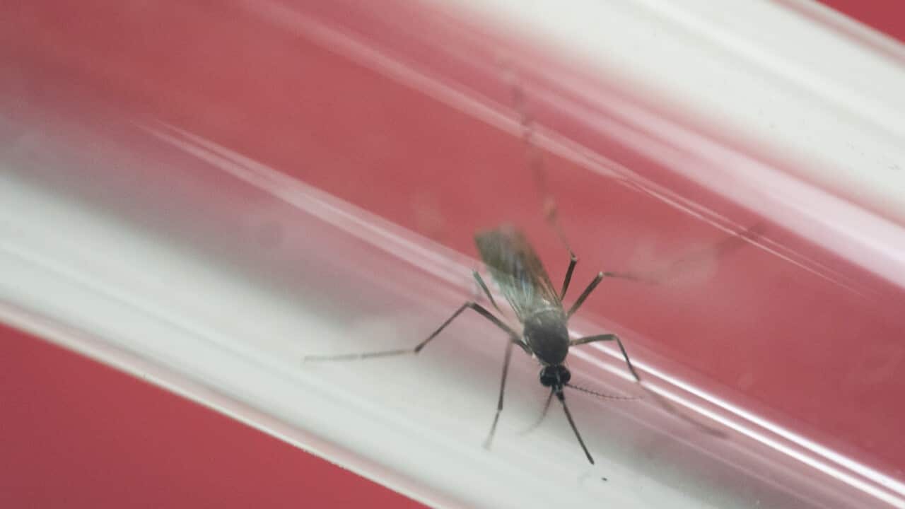Mosquito