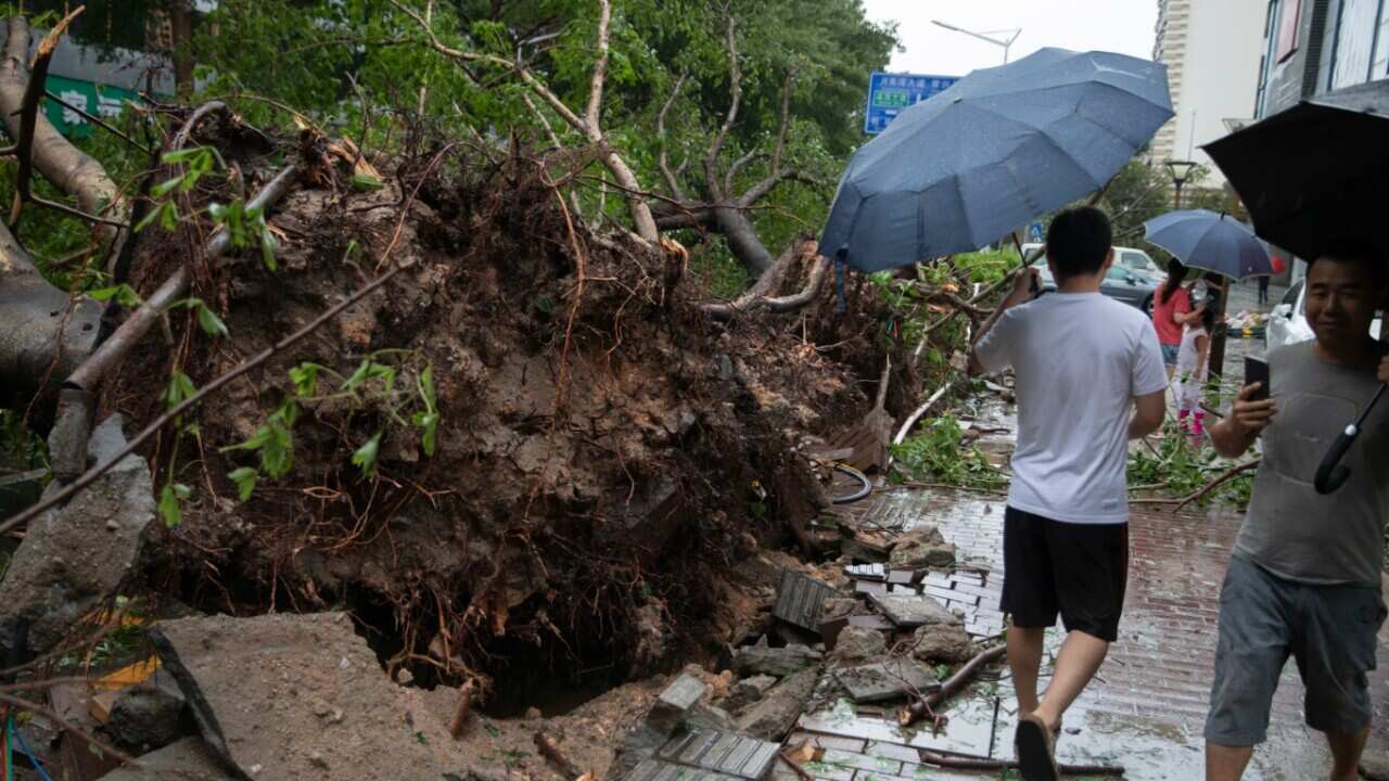 Trees are uprooted by strong wind caused by Typhoon Mangkhut, the 22nd typhoon of the year, on a street in Shenzhen city