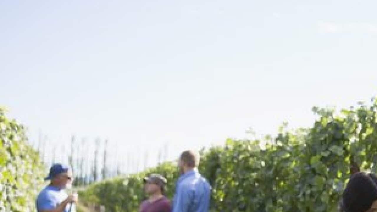 Representational image of the workers seen working in a farm.