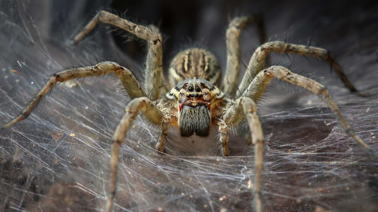 Funnel Spider Macro