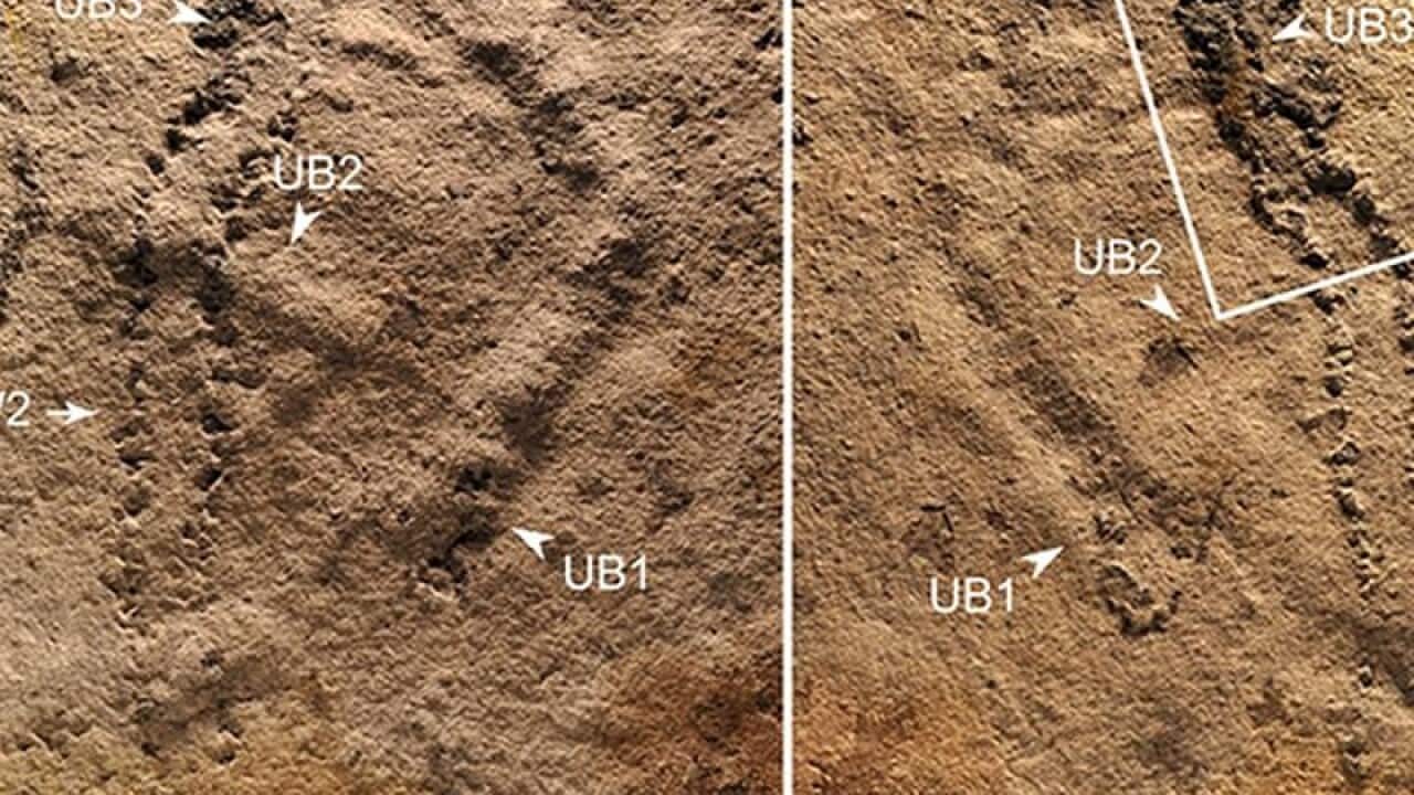 550 million-year old footprints and burrows discovered in South China