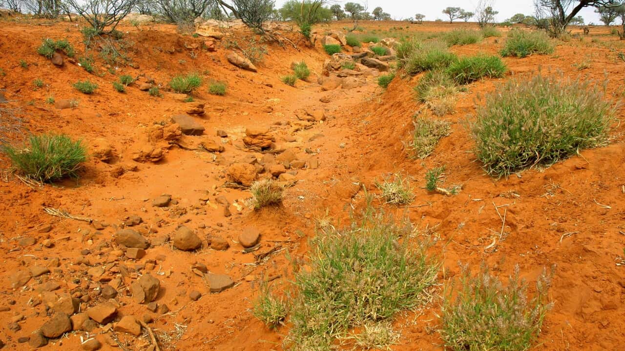 Buffel grass