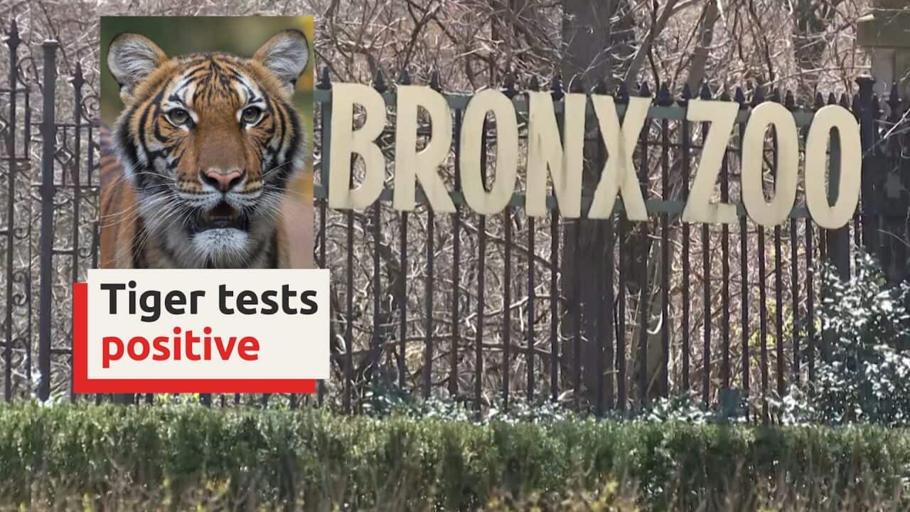 New York' s Bronx zoo has confirmed cases of COVID-19 in animals