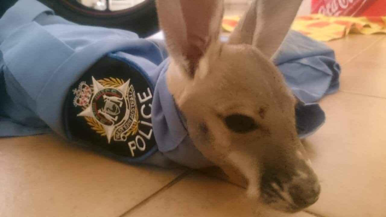 A baby kangaroo in a police shirt