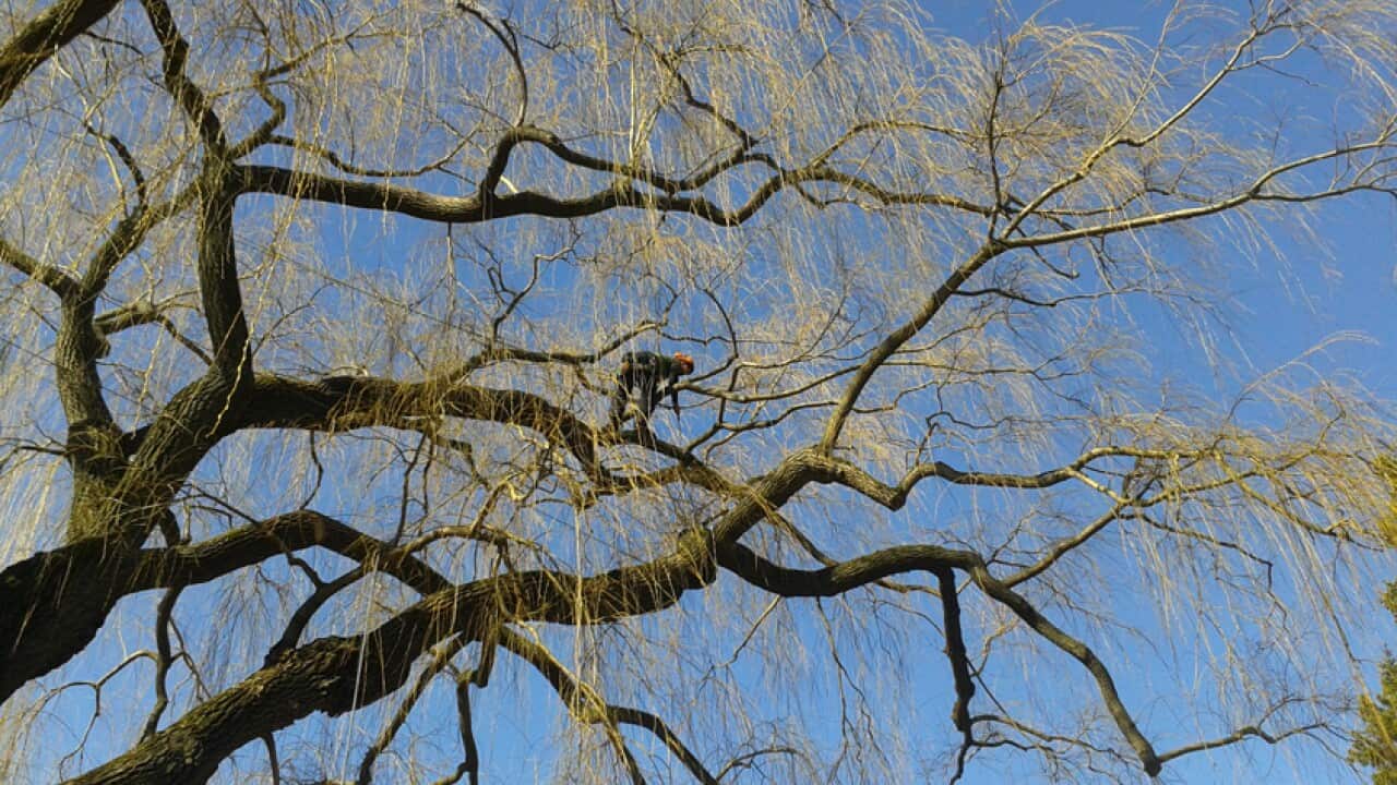 Urban Forestry
