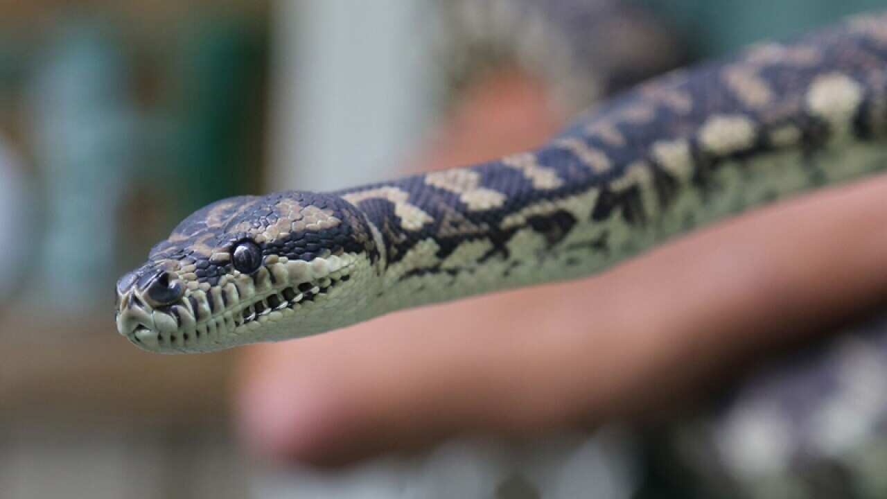 A python that was seized during a NSW drug raid