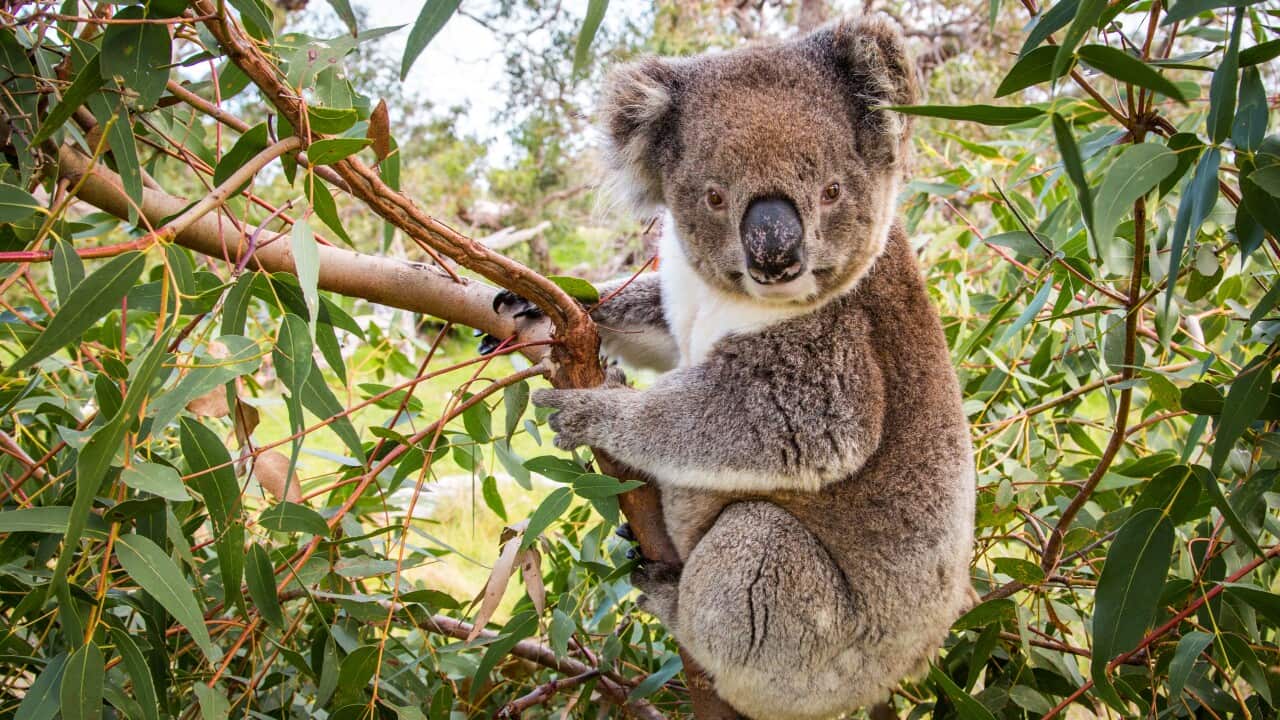 Koala in a gum tree. Eyre Peninsula. Australia.