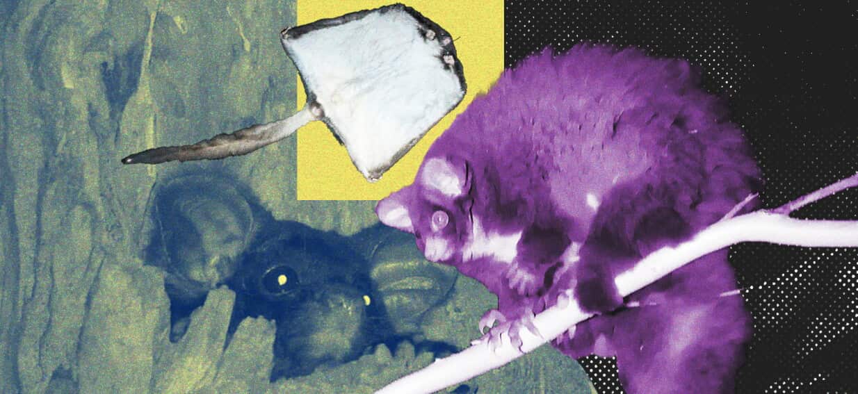 'Sensitive little guys': The problem with the greater glider's not-so-great glide