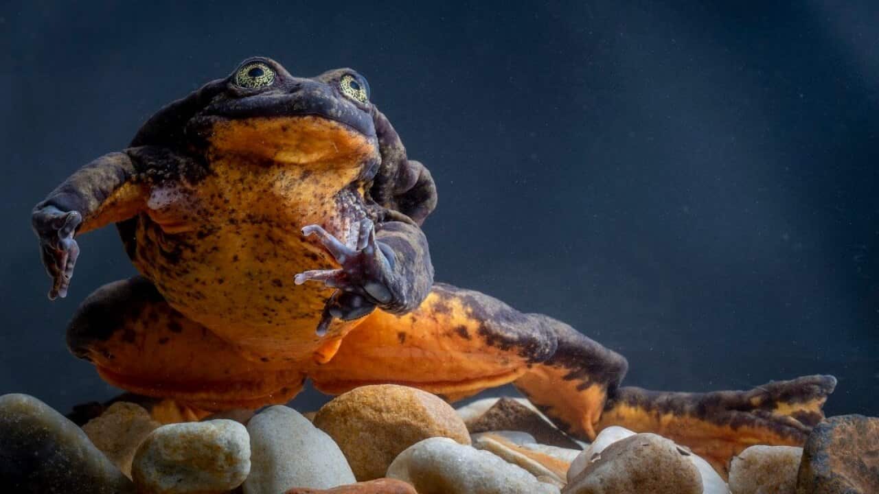 Romeo has until now been the only Sehuencas water frog in captivity until now.