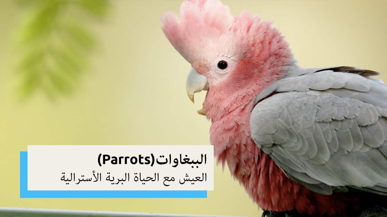 Parrots | Living with Aussie Wildlife (Arabic)