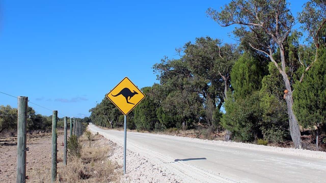 Kangaroo road sign