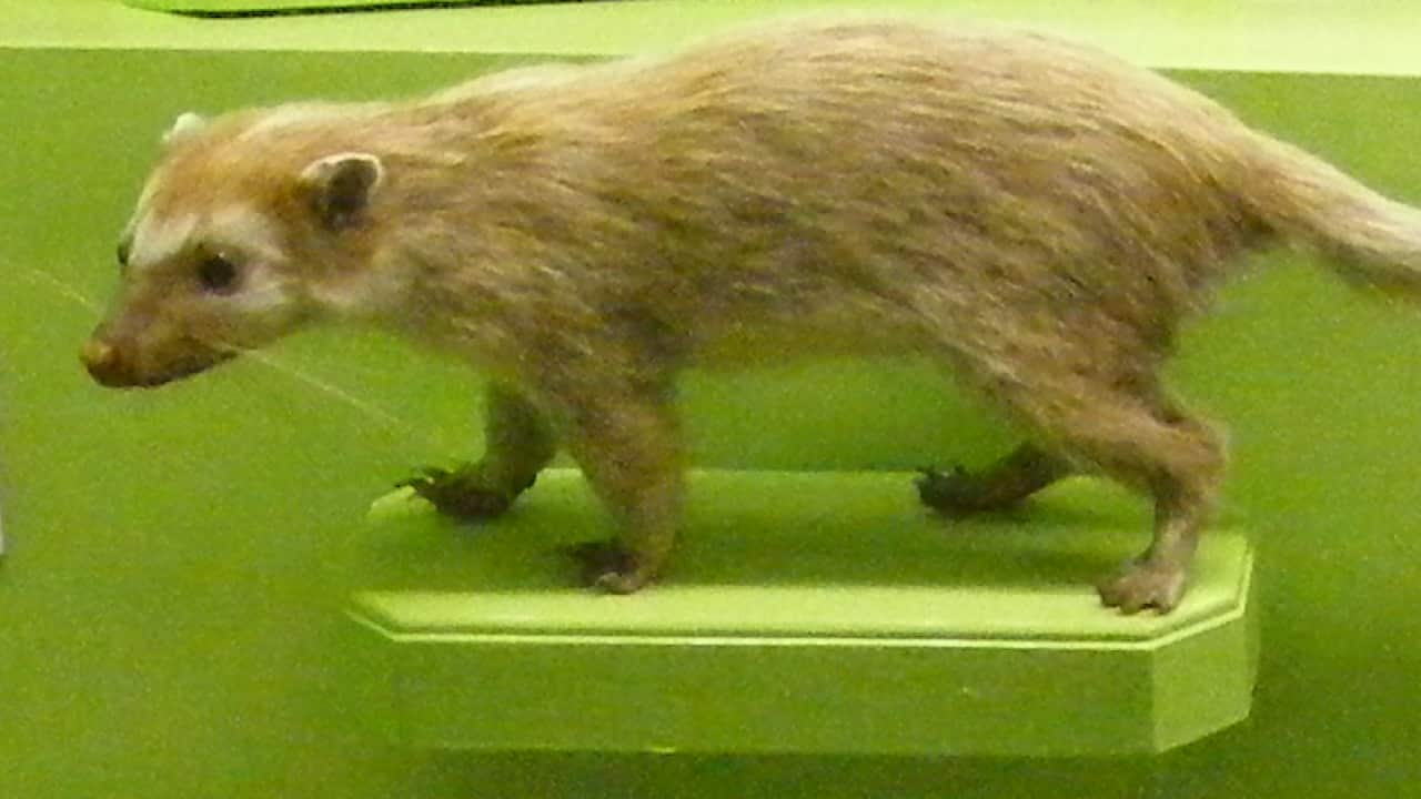 世衛專家小組相信鼬獾和兔子,可能是將新冠病毒傳給人類的動物宿主