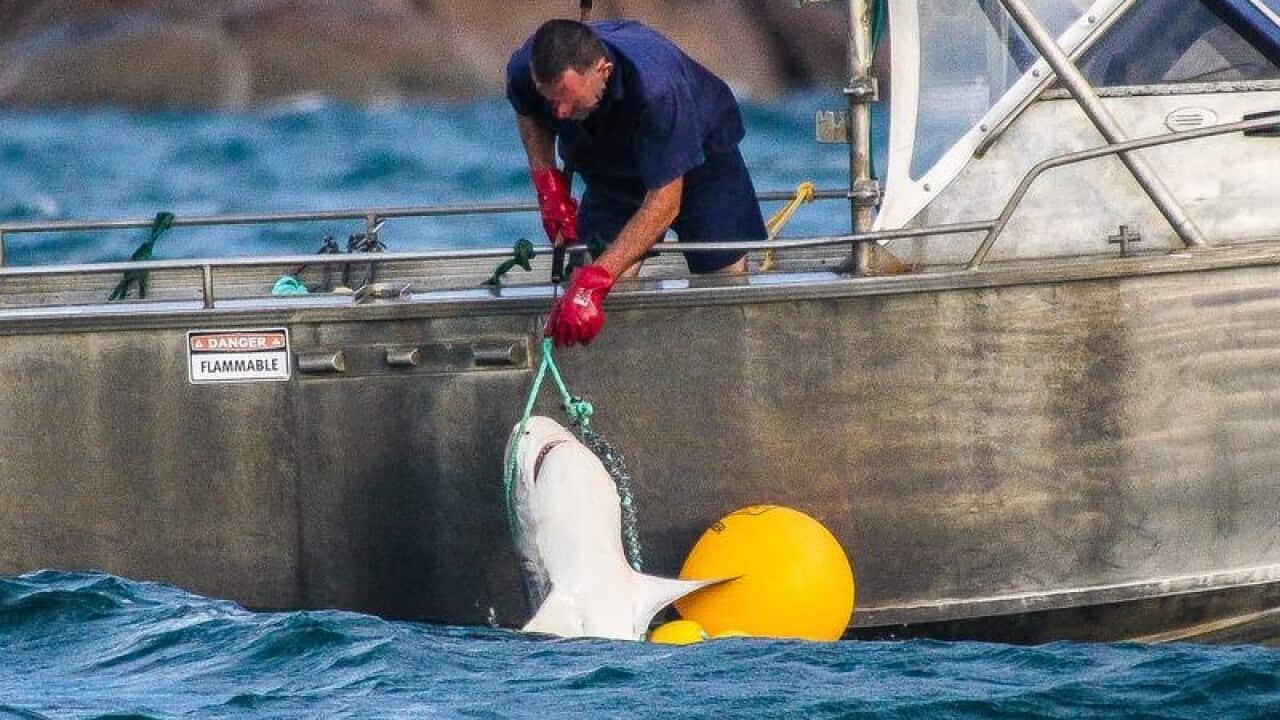 A fisherman lifting a hooked shark out of the water.