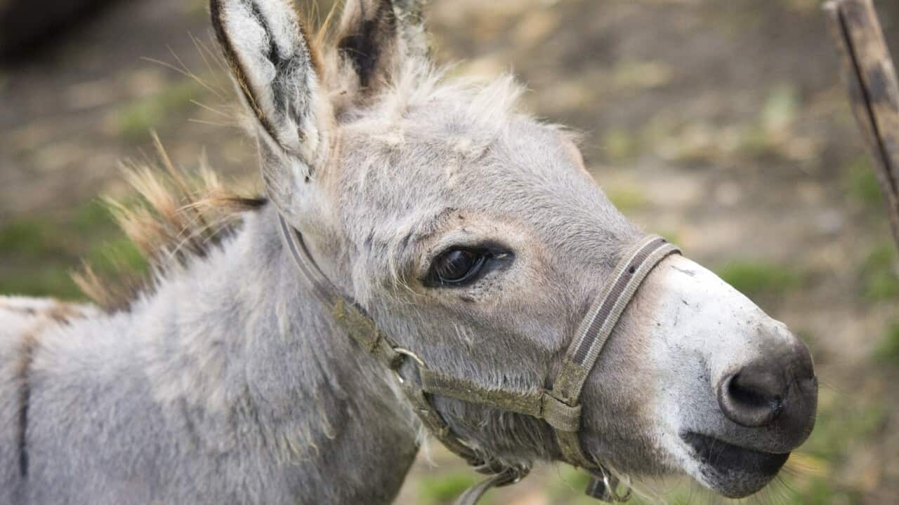 Donkey
