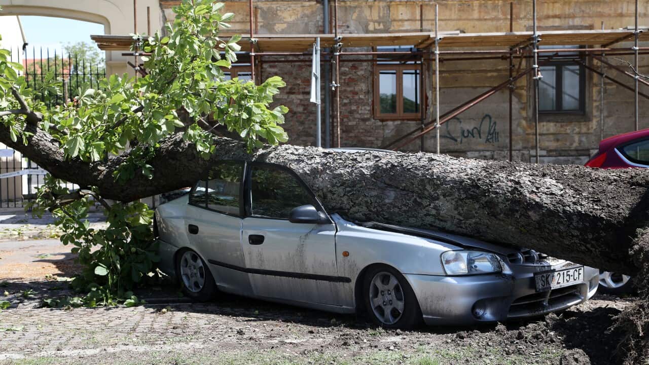 The tree fell and damaged the car in Sisak on August 1, 2021. Consequences of windy and rainy in Rimska Street.