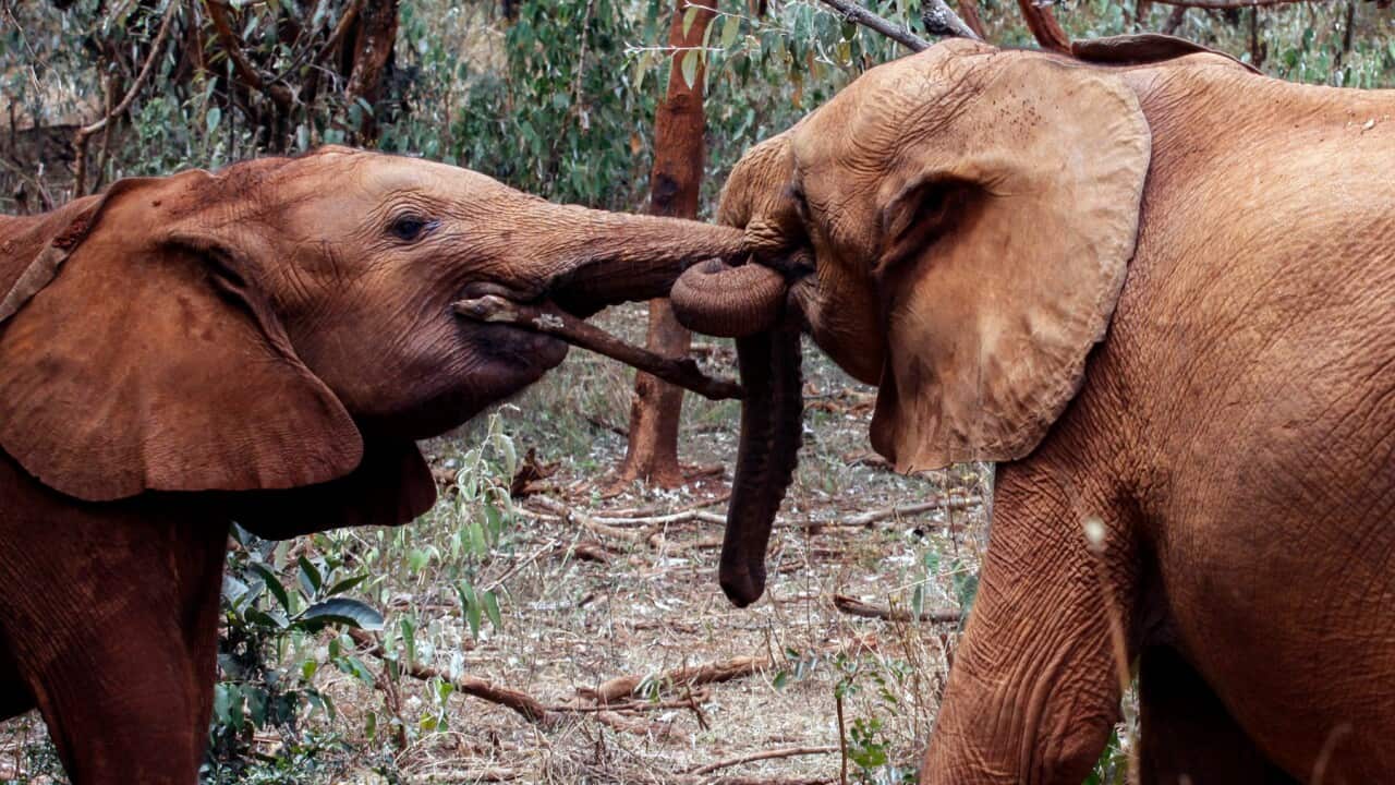 elephants geneva protection