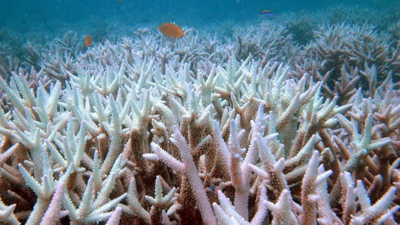 Bleached coral near the Keppel Islands in the Great Barrier Reef