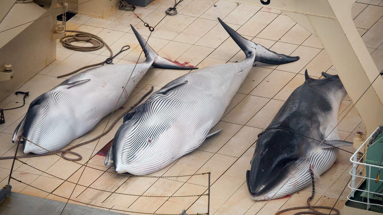 Three dead  Minke Whales lie on the deck of the Japanese ship Nisshin Maru, in the Southern Ocean, January 5, 2014.  