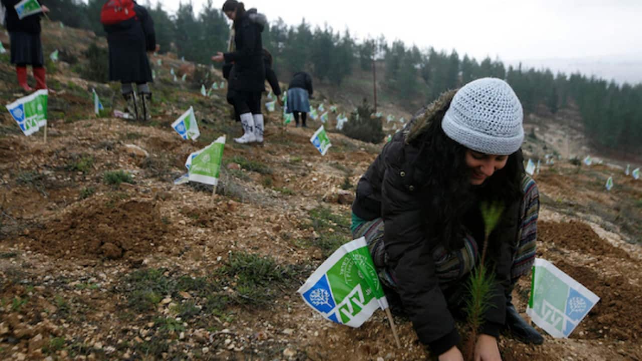 JNF