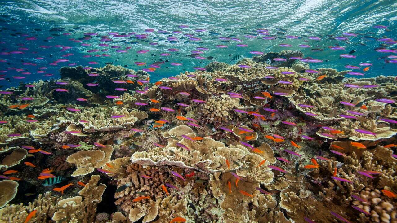 Australia’s Great Barrier Reef is suffering widespread and severe coral bleaching
