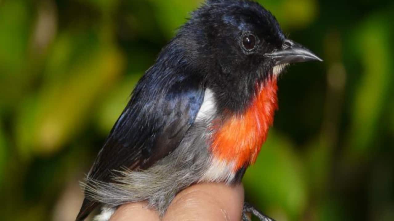 A male of the newly discovered Wakatobi Flowerpecker Dicaeum kuehni that was caught on Tomia Island, Sulawesi, Indonesia. (PLOS)