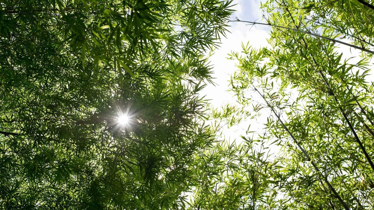 Image for read more article 'Nghe thêm'