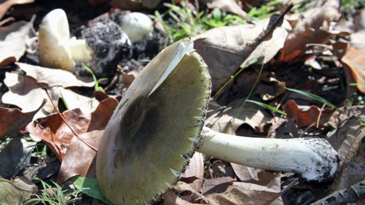 deathcap mushroom