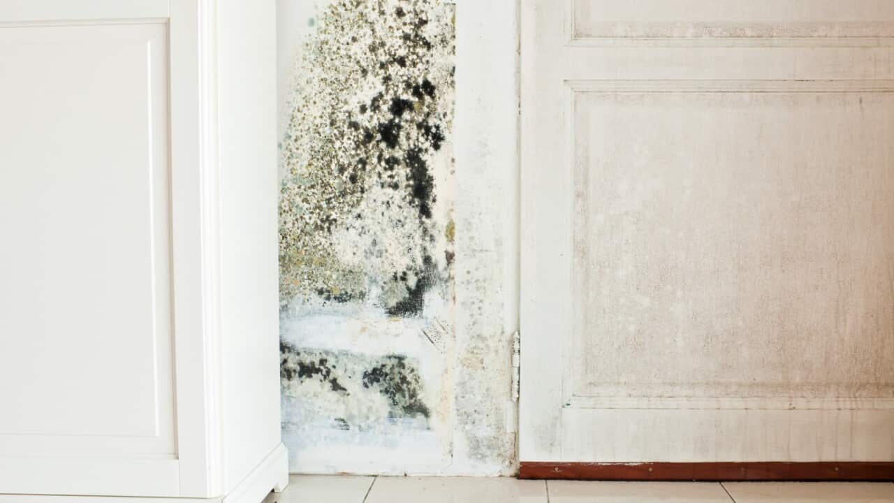 Mould on wall