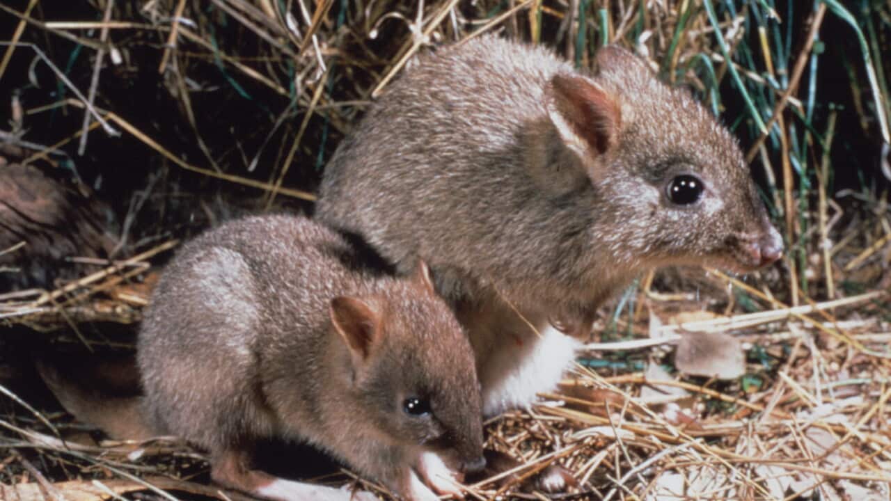 Woylie, kangaroo-like marsupial
