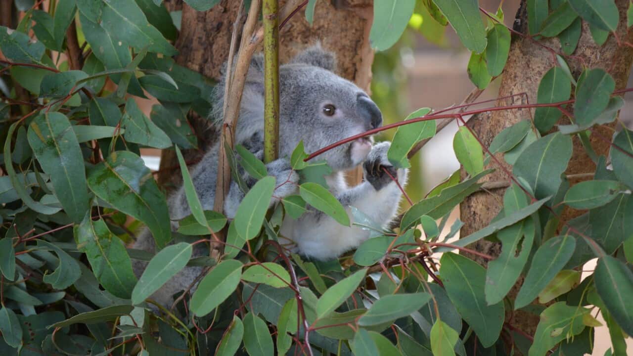 Koalas are among the species facing an uncertain future