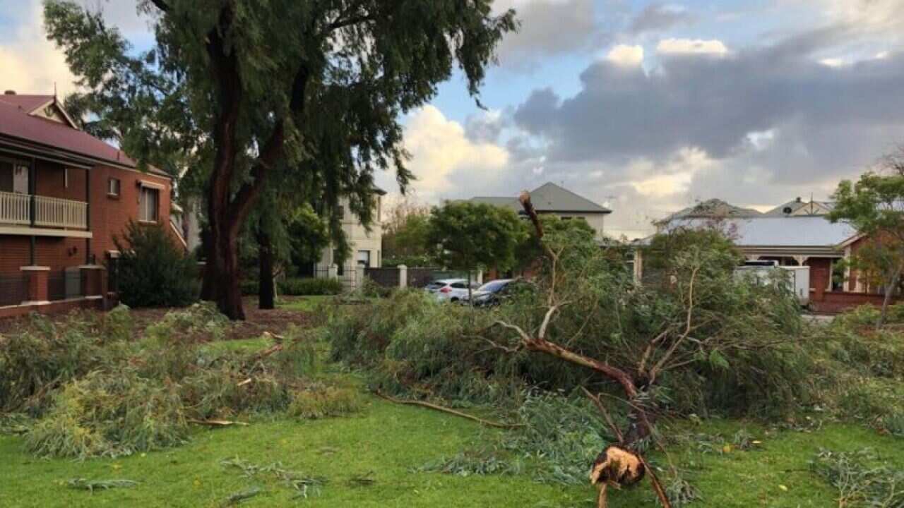 Tree fallen over in Adelaide