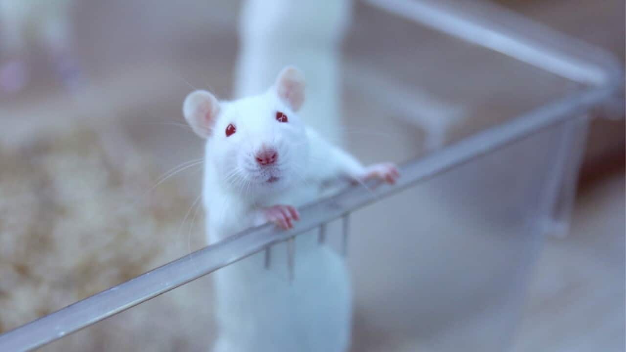 Laboratory rodents