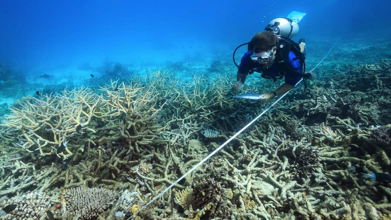 A scientist measures coral mortality following bleaching on the northern Great Barrier Reef.