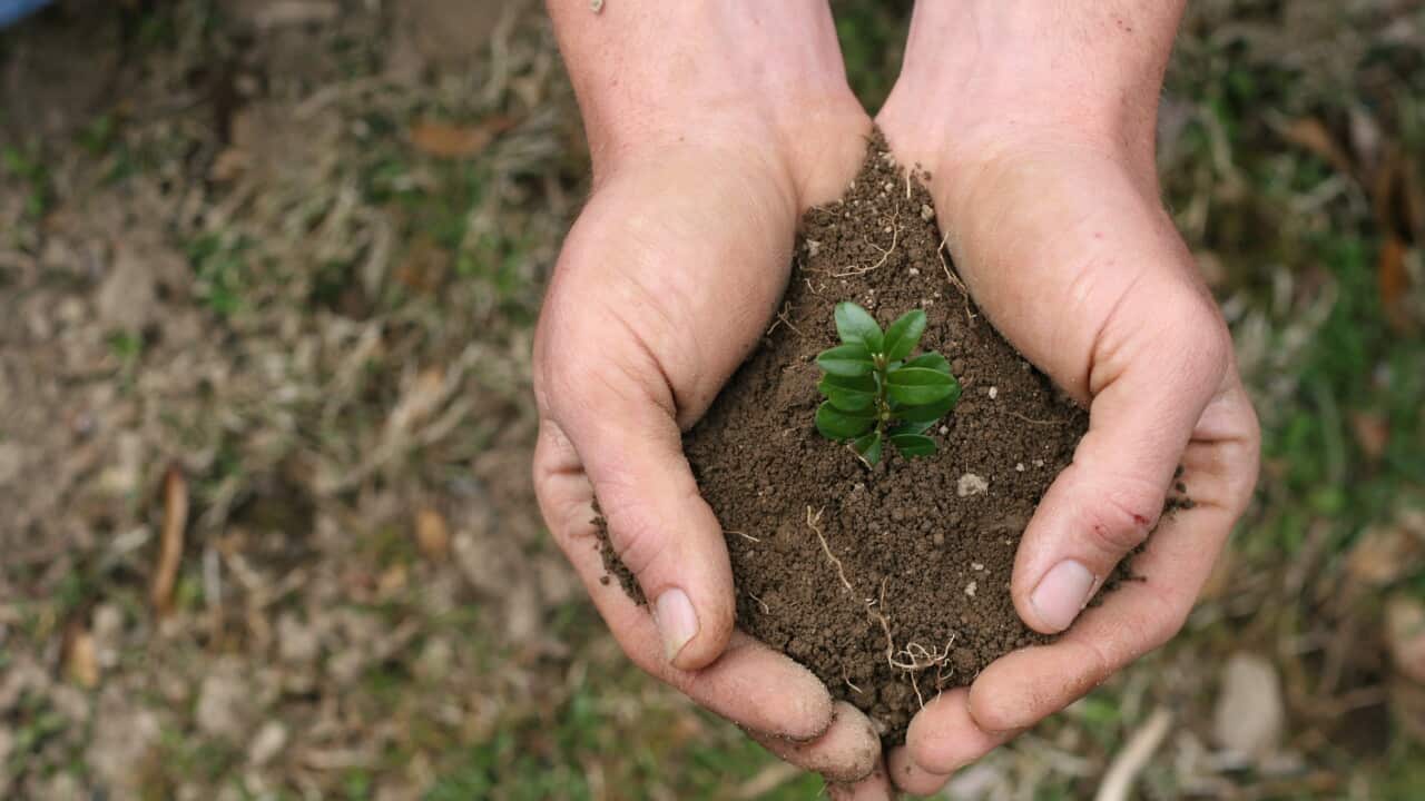 handful-of-dirt-5-1400892.jpg