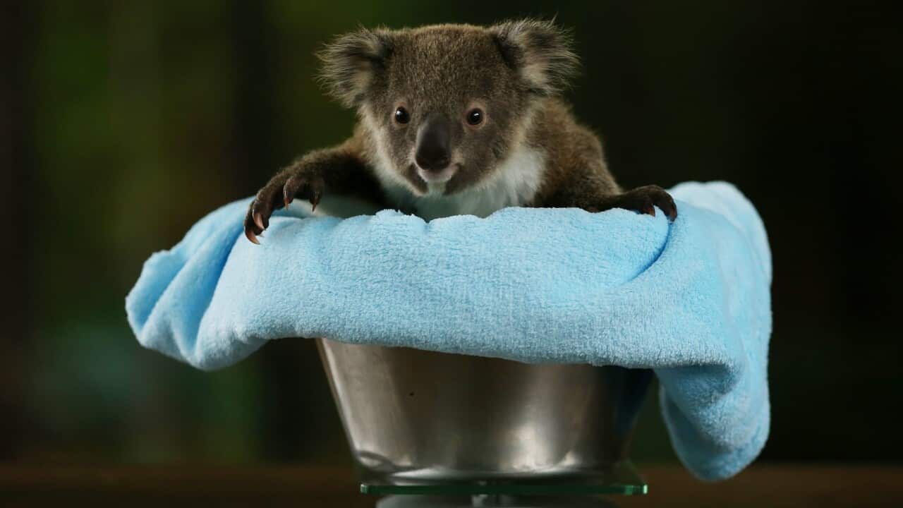 A row over koala conservation has caused cabinet chaos for NSW government