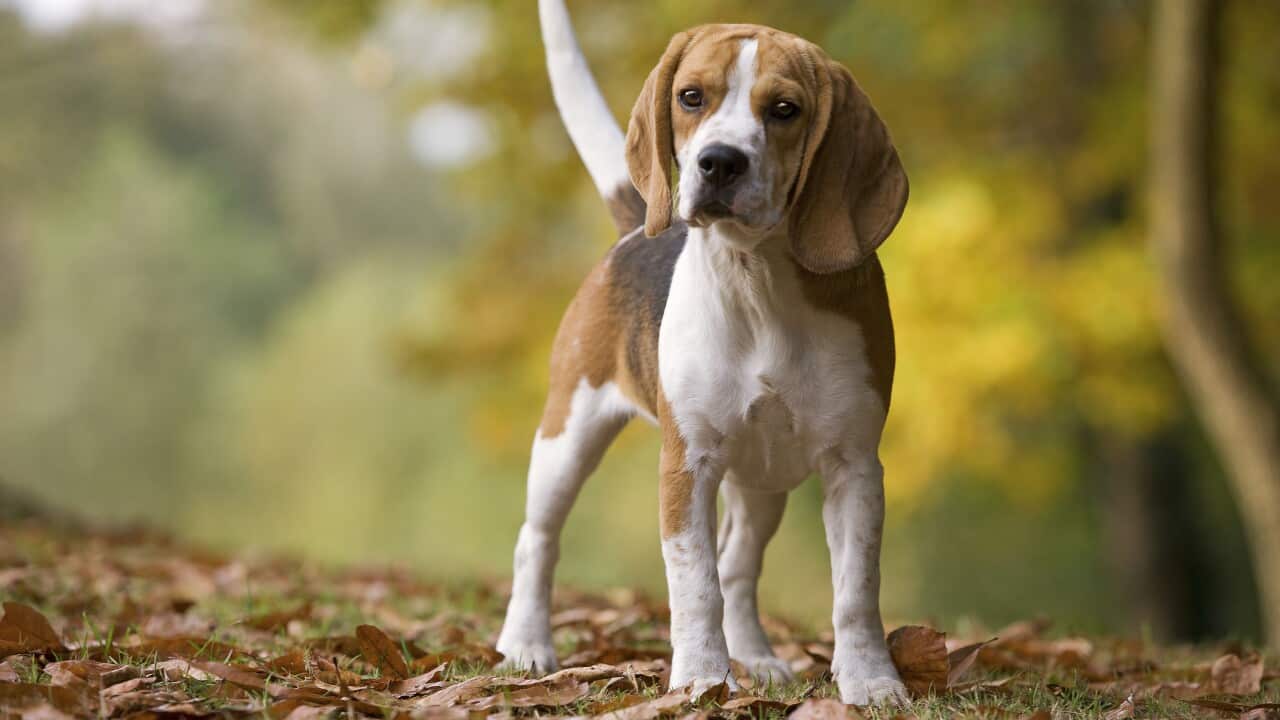 Beagle