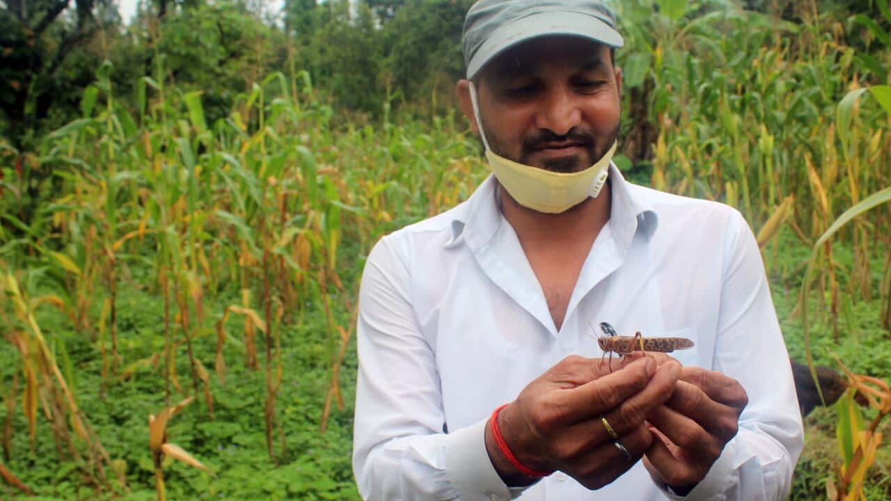 Locust in Nepal