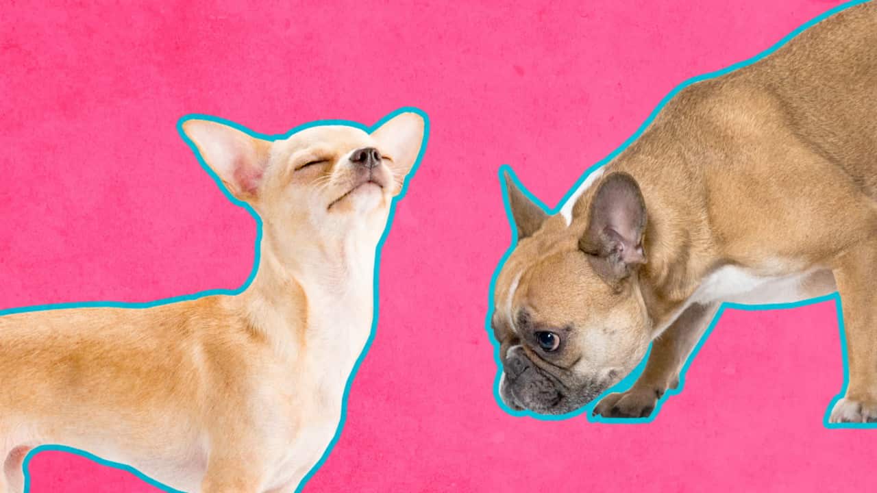 Two dogs on a pink background.