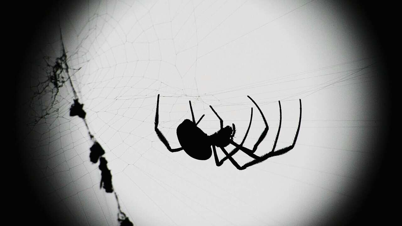 A Golden Orb spider walks through it's web in Sydney.