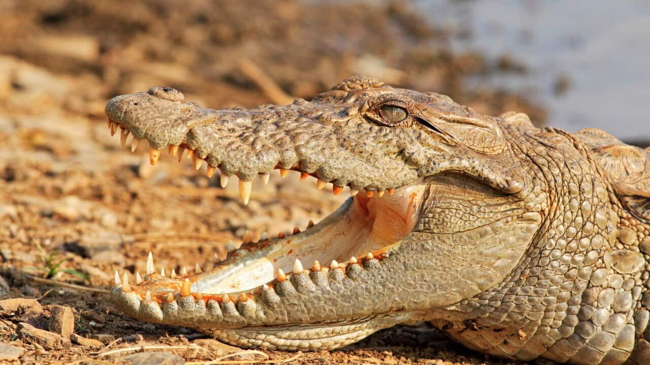Marsh Crocodile basking under the sun