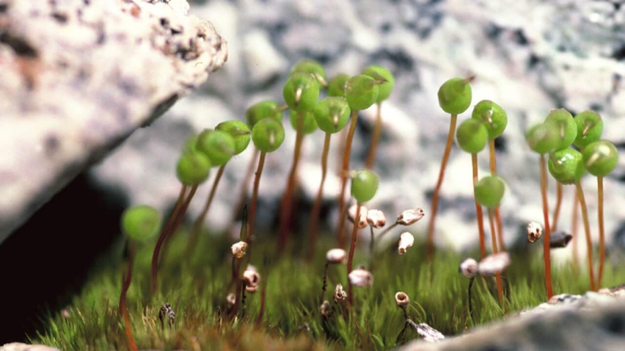 Plant species in the Antarctic.