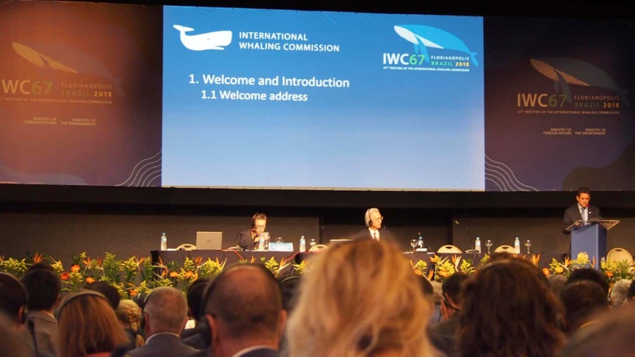 The plenary session of the International Whaling Commission opens in Florianopolis, Brazil, on Sept. 10, 2018.